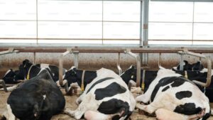 Remisión de leche creció 5,7 % en el semestre en Uruguay